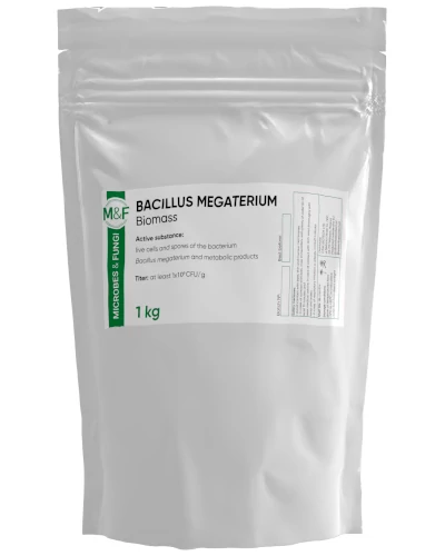 Bacillus megaterium