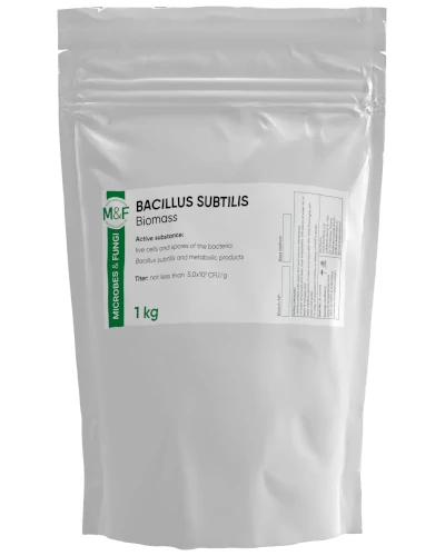 Bacillus subtilis